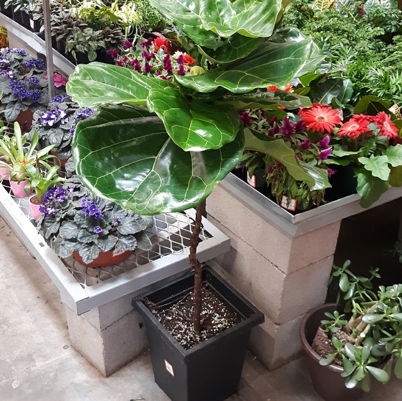 Meet your Posher, Tony - Picture 1 of 1